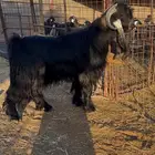 تم البيع تم البيع تيس عارضي خصم