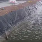 سمك بلطي للبيع