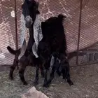 للبيع عنز عليه تيسين