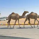 بكره رمانيه كفو