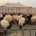 ضحايا بسعر مناسب خرفان