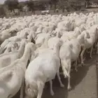 150 ضان