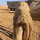 بكره تو سحبت من تحت امها شحم حليب