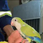 طير كويكر