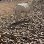 نعاج للبيع