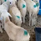 سوكن للبيع جمله العدد 30