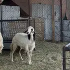 رخل سمين فل الفل