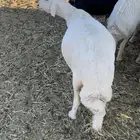 شاه حايل للبيع