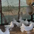 للبيع حمام شماسي ( رقاص )