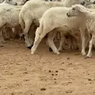 رخال حرش طيبه توني هاد فيها الخرفان