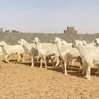 رخال حريات حرش طيبه مراح عدد 130