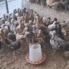 صيصان وبشائر بلدي