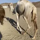 البيع