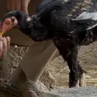 ديك شامو الماني