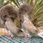 جاكوبين فاخر