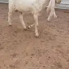 جفرتين وتيس