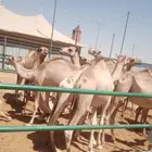 الرياض حراج بن جربوع