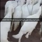 طليان اعياد بيشه للتواصل على هذا الرقم فقط