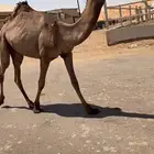 بكره غرنوقيه كفووو