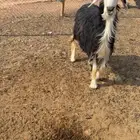نعجه نجديه حايل سمين