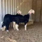 رخال نجد خصم