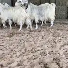 للبيع معزا مشاريك