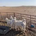 طليان