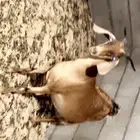 عنز دفيع قريبة ولاده