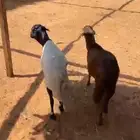 خرفان رفيد
