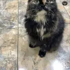 مفقوده