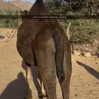 نياق لقحات مداني للبيع اقراء الاعلان جيدا