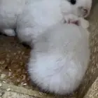 أرنب هولندي   قزم