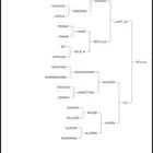 فرس بولندية