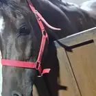 خيل للبيع
