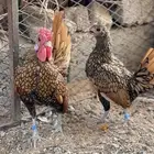 جوز سبرايت نحاسي فاخر ( TOP)