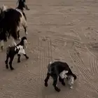 معزاء توم عرضين