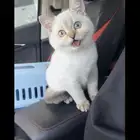 سكوتش ستريت Blue point - ذكر