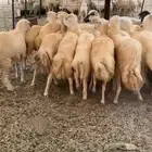 رخال رفيد العدد 40 محصنه