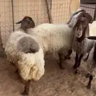 نعيم دفيع