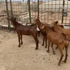 تيوس محايلي