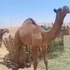 حاشي