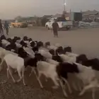 غنم بربري عرض خاص