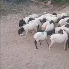 غنم بربري