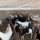 تيوس يمانيه اخت البلدي