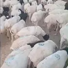 غنم بربري