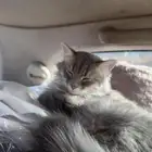 قطو ضايع ب العلا بالضبط الحجر له شهر و ما لقيته اتمنى تشوفوه
