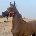 حصان عربي أوراق حفيد ابها قطر جميل جدا منوة القناي