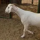 عنز بيشيه صنف حليب وافر