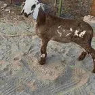 رخل سواكنيه مقنوي