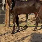 عنز دبساء مطوره فاخره